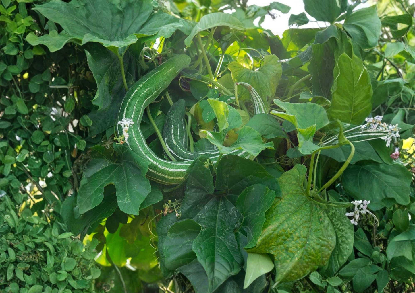 Painted Serpent Cucumber Seeds – Heirloom Non-GMO Rare Asian Vegetable for Garden Planting, Long Striped Sweet Crisp Cucumbers