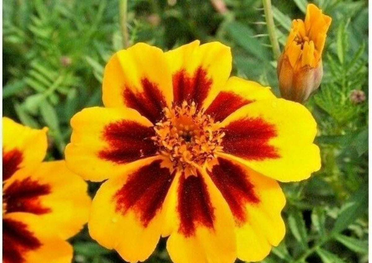 French Marigold Seeds, Dwarf Naughty Marietta, Golden Red Blooms, Heirloom Pollinator-Friendly Flower Seeds for Borders & Containers