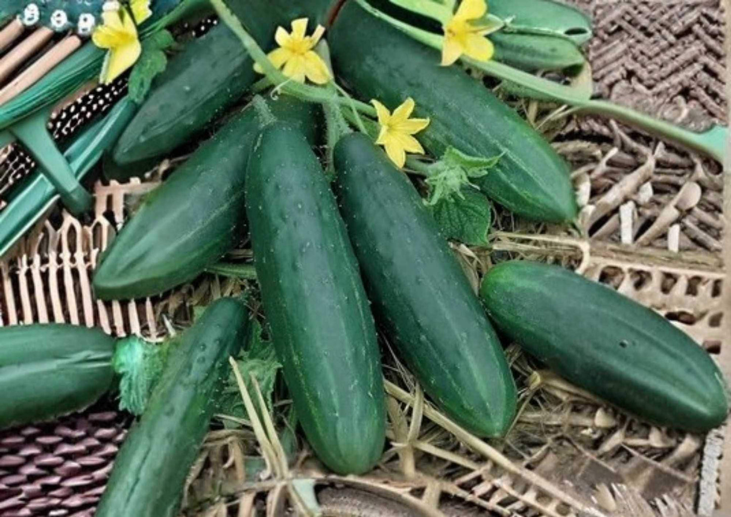 100+ Straight Eight Cucumber Seeds Heirloom Non-GMO Vegetable Seeds for Garden Planting, Slicing, Green, Cucumis sativus