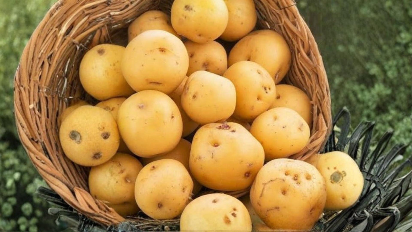 Kennebec Potato Seeds 5 Pounds – Solanum tuberosum, Edible Tuber Crop for Home Garden and Outdoor Cultivation