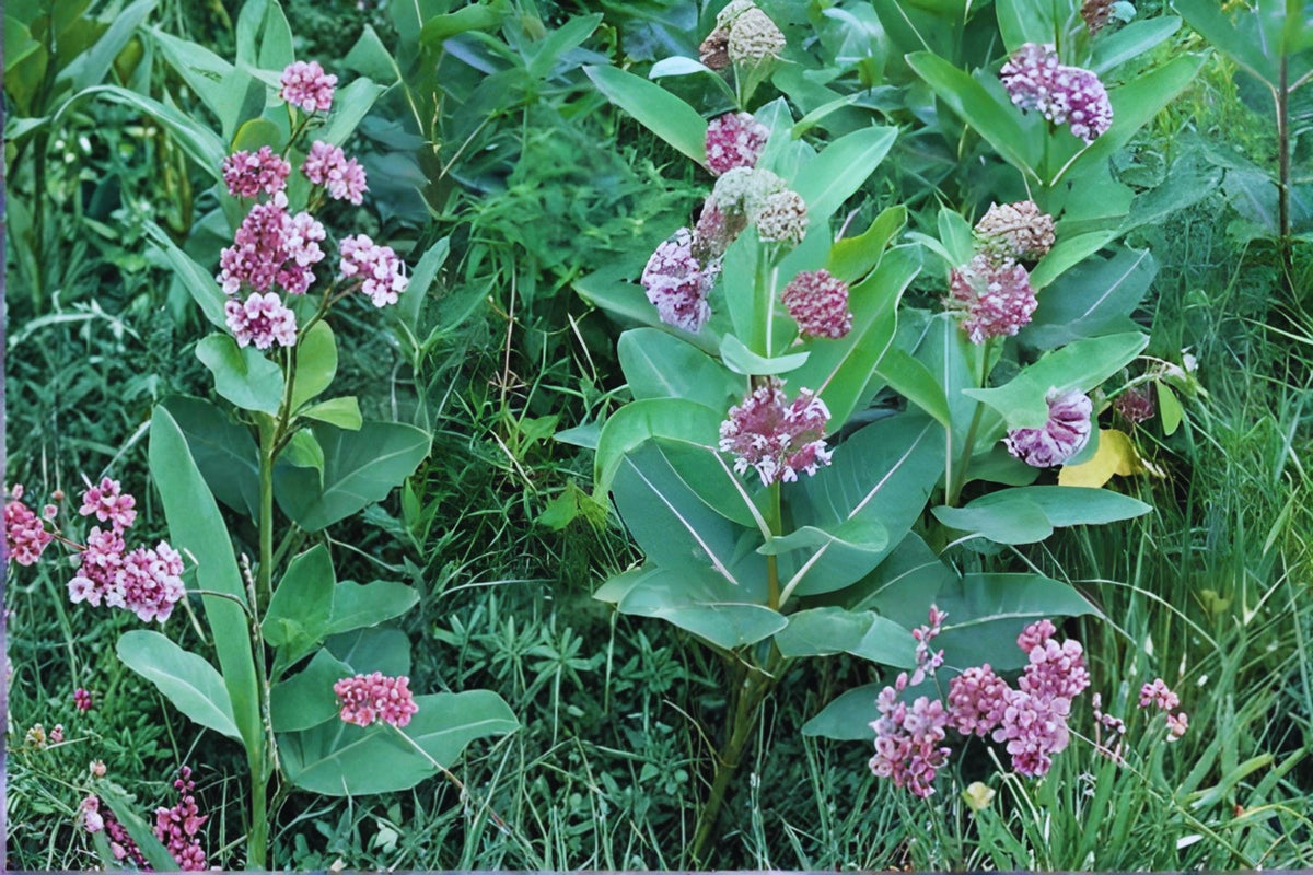 Common Milkweed Seeds (15) | Native Asclepias syriaca for Monarch Butterflies & Pollinator Gardens