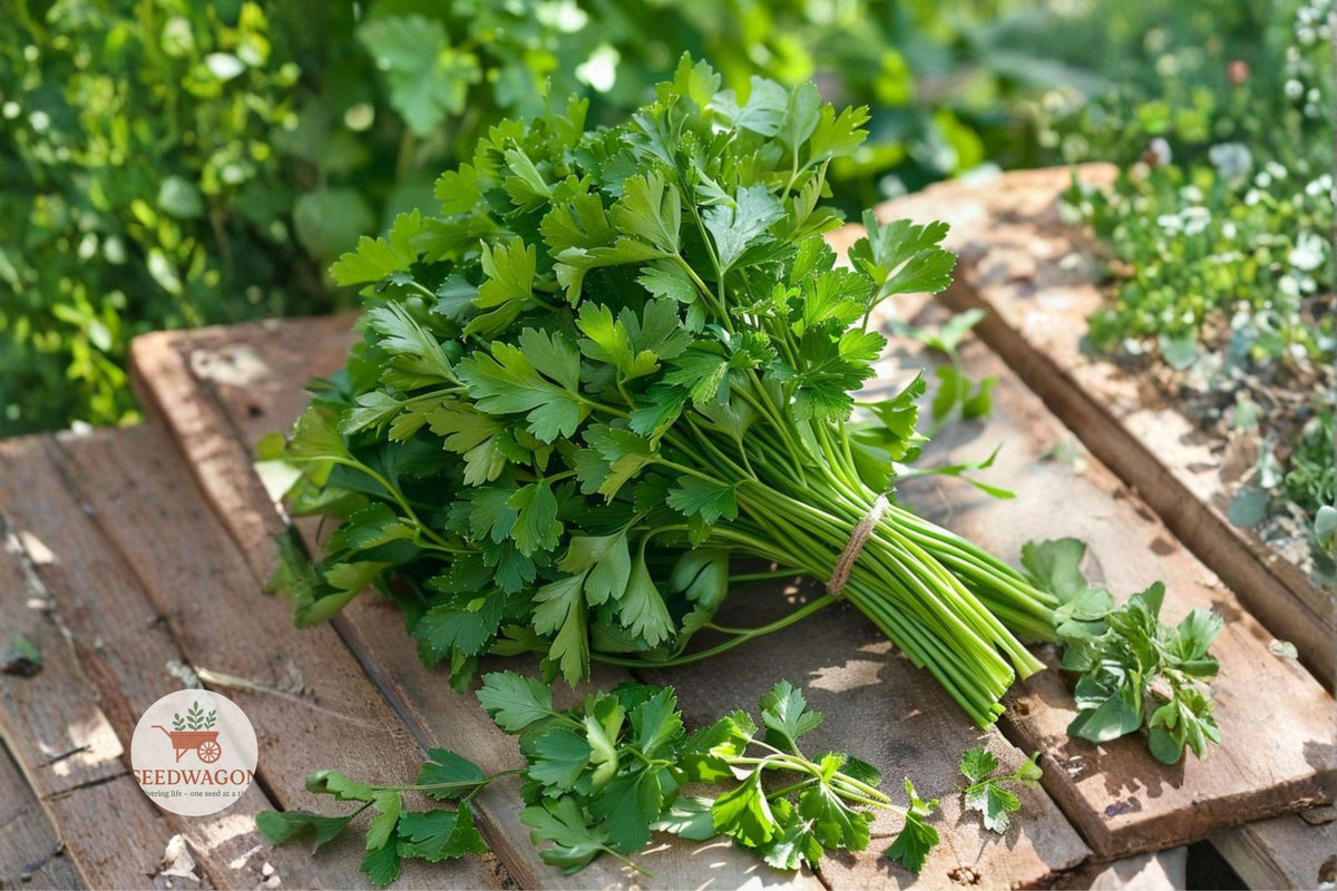 Italian Parsley Seeds – Dark Green Flat Leaf Herb, Heirloom, Non-GMO, Culinary, 50+ Seeds, Petroselinum crispum