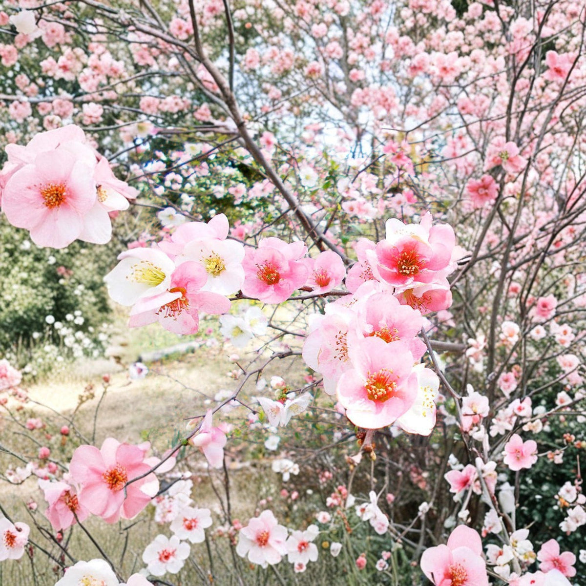 Toyo Nishiki Quince Live Plant – 6+ Inch Ornamental Shrub with Multicolor Flowers – Chaenomeles speciosa
