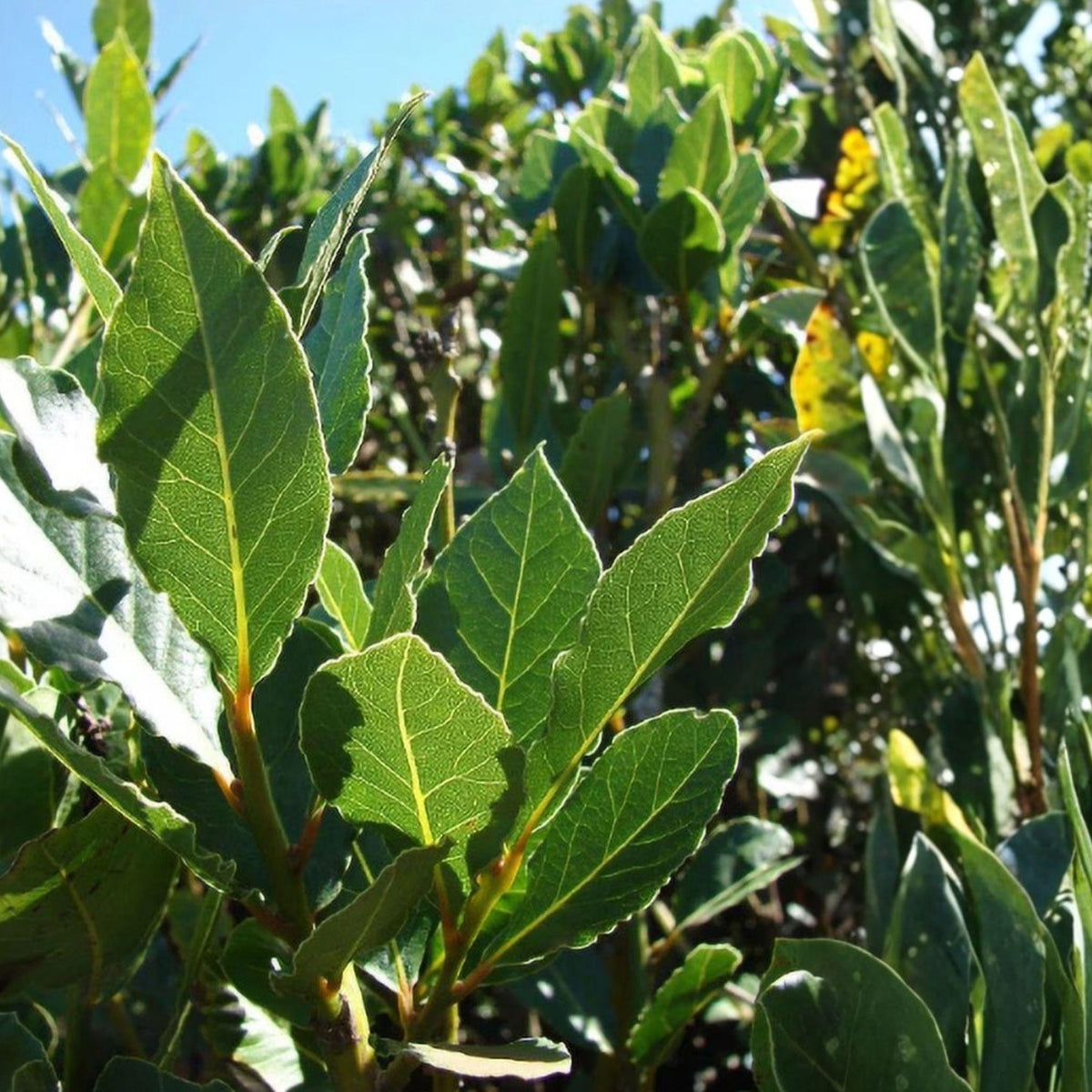Live Bay Leaf Tree Plant | 2-4 Inch Rooted Starter | Laurus nobilis | Aromatic Culinary Herb for Garden or Container