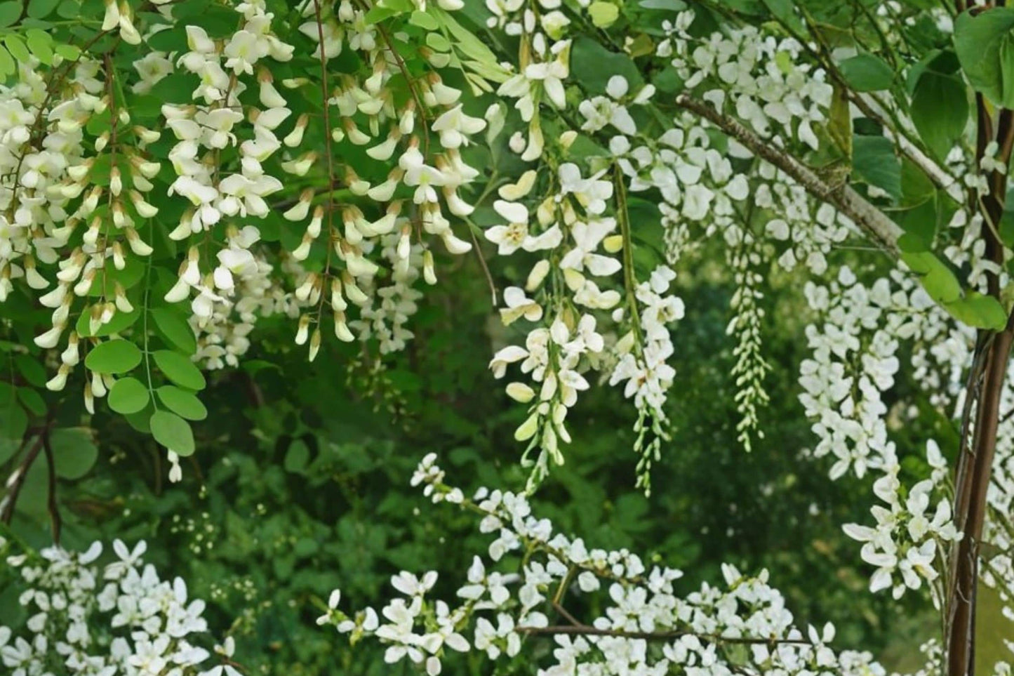 Black Locust Tree Seeds – Robinia pseudoacacia, Deciduous Flowering Tree with White Fragrant Clusters, Pollinator Attractant