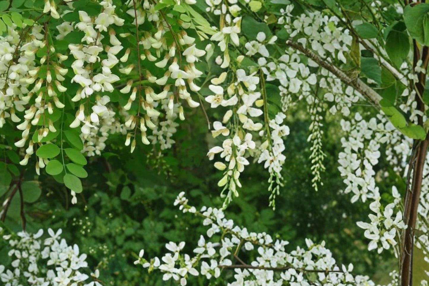 Black Locust Tree Seeds – Robinia pseudoacacia, Ornamental Flowering Tree, Pollinator Attractant, Fast-Growing Deciduous Tree