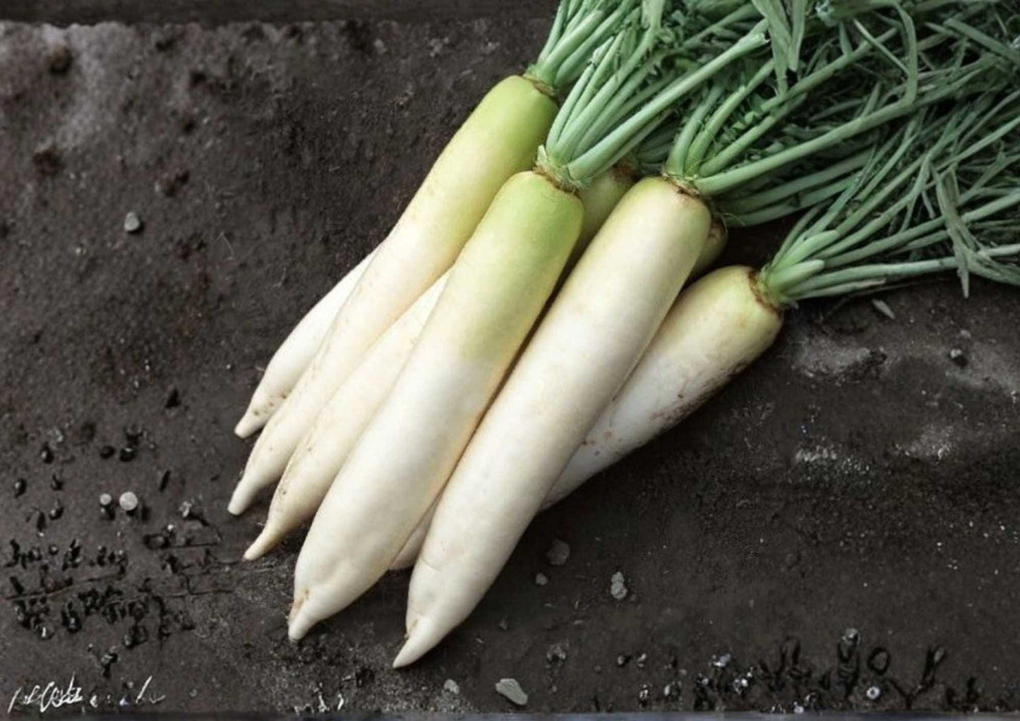 200+ White Icicle Radish Seeds – Heirloom Organic Non-GMO Vegetable Seeds for Garden Planting, Long White Roots, Crisp, Mild Flavor