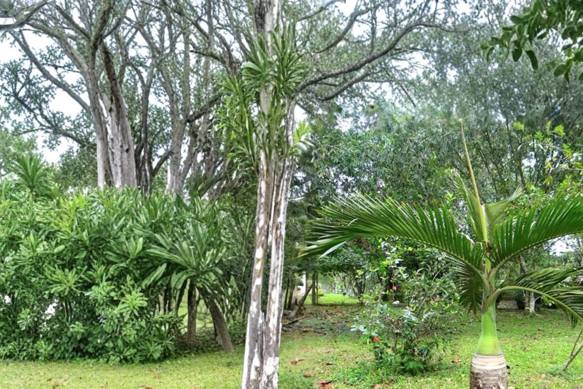 Bottle Palm Seeds – Hyophorbe lagenicaulis Tropical Ornamental Palm with Swollen Trunk & Green Fronds