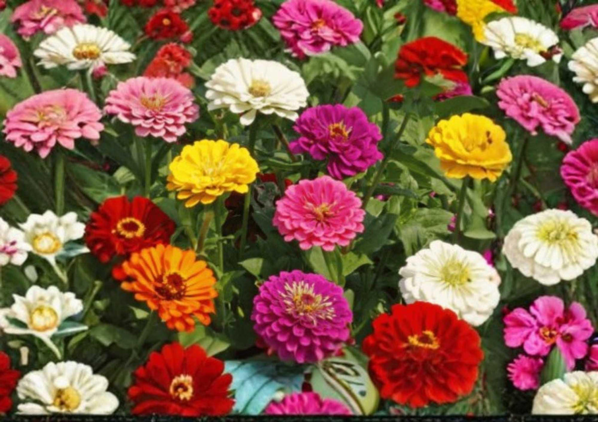 100+ Cut and Come Again Zinnia Seeds – Bright Colorful Flower Seeds for Garden, Attracts Butterflies & Hummingbirds
