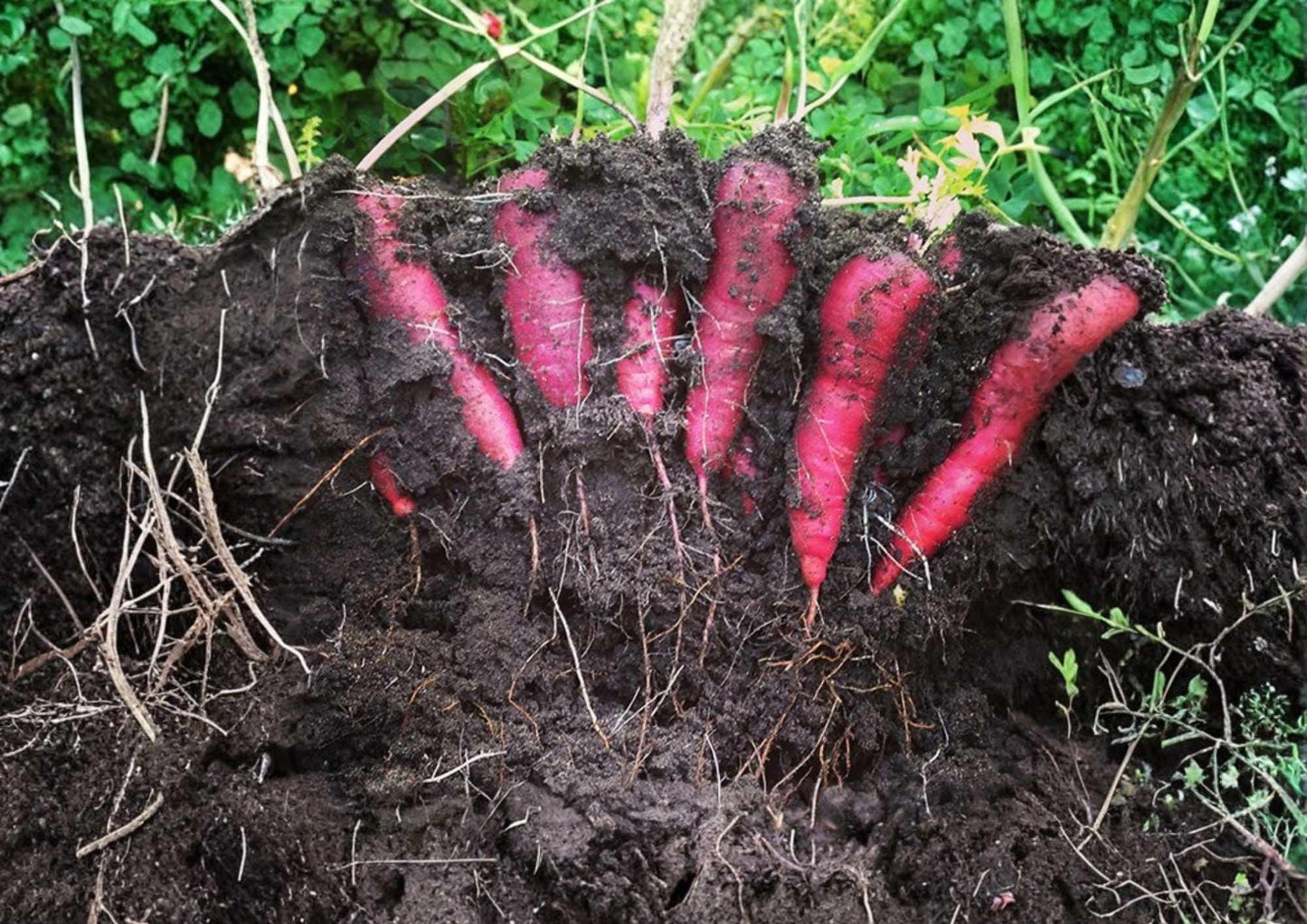 Black Nebula Carrot Seeds – Heirloom Organic Non-GMO Deep Purple Root Vegetable Seeds for Garden, Salad, and Gourmet Cooking