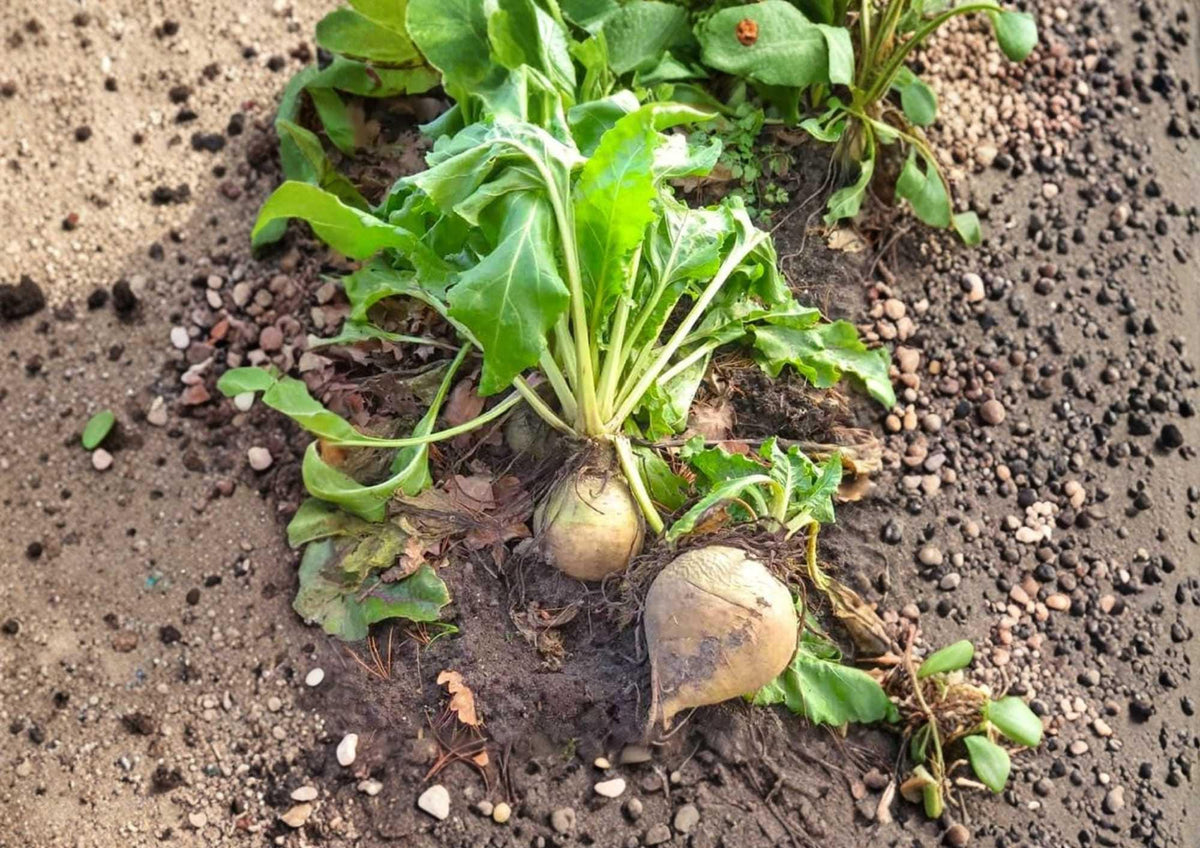 White Albino Beet Seeds - Heirloom Organic Non-GMO Vegetable Seeds for Garden Planting, Sweet Mild Roots, High Yield, 250+ Seeds