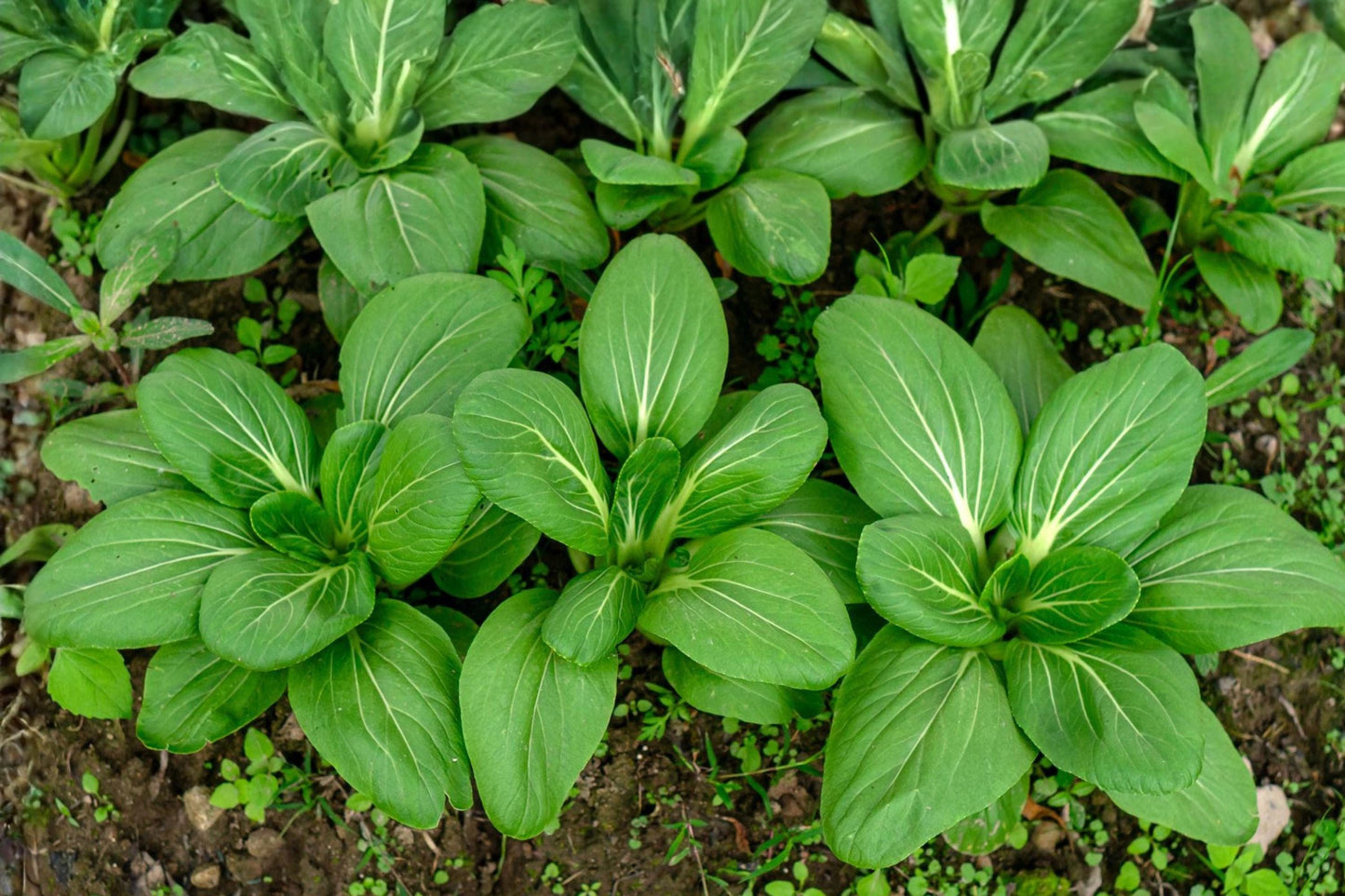 Pak Choi Seeds | Fun Jen Hybrid Bok Choy for Stir-Fries & Soups | Fast-Growing Asian Green
