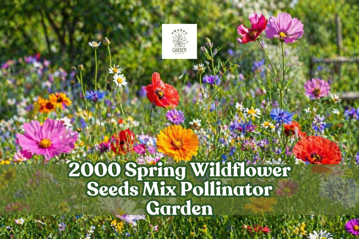 Wildflower Seeds Mix - 2000+ Colorful Annual & Perennial Seeds for Pollinator Gardens, Outdoor Planting