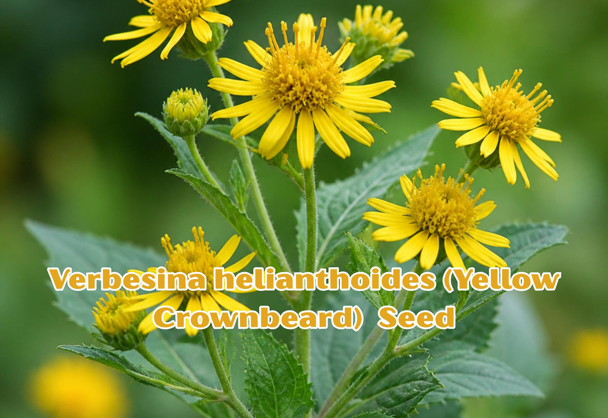 Verbesina helianthoides Seeds, Yellow Crownbeard Wildflower for Pollinator Gardens, 30 Seeds