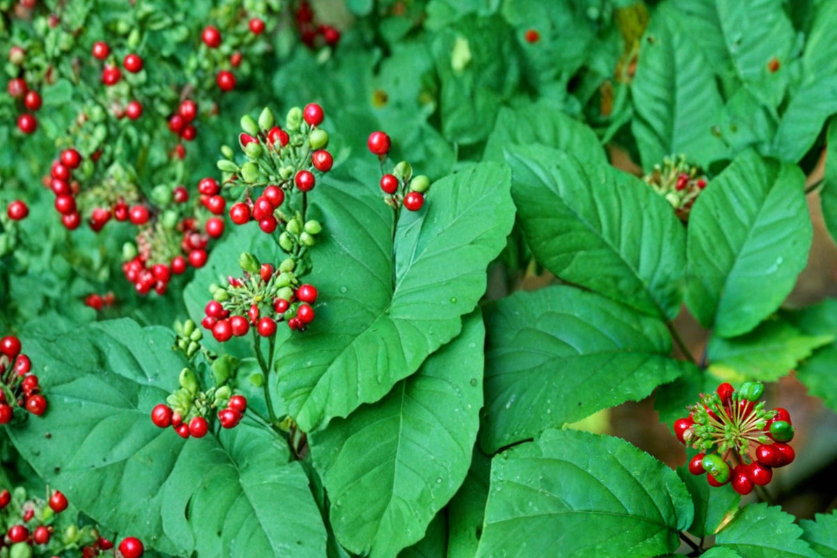American Ginseng Seeds – 30 Pack, Panax quinquefolius, Shade-Loving Perennial Woodland Herb for Forest Gardens