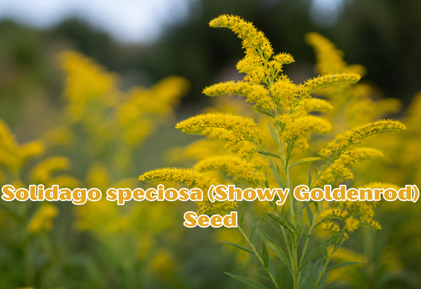 100 Seeds Solidago speciosa Showy Goldenrod Perennial Wildflower Seeds for Pollinator Gardens, Butterfly Friendly, Native Plant