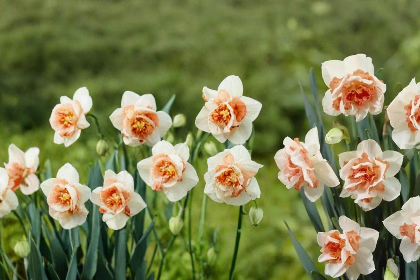 Replete Double Daffodil Bulbs – Narcissus, Perennial Spring Flower, White & Peach-Pink, Garden Bulb, Naturalizing, 10 Pack