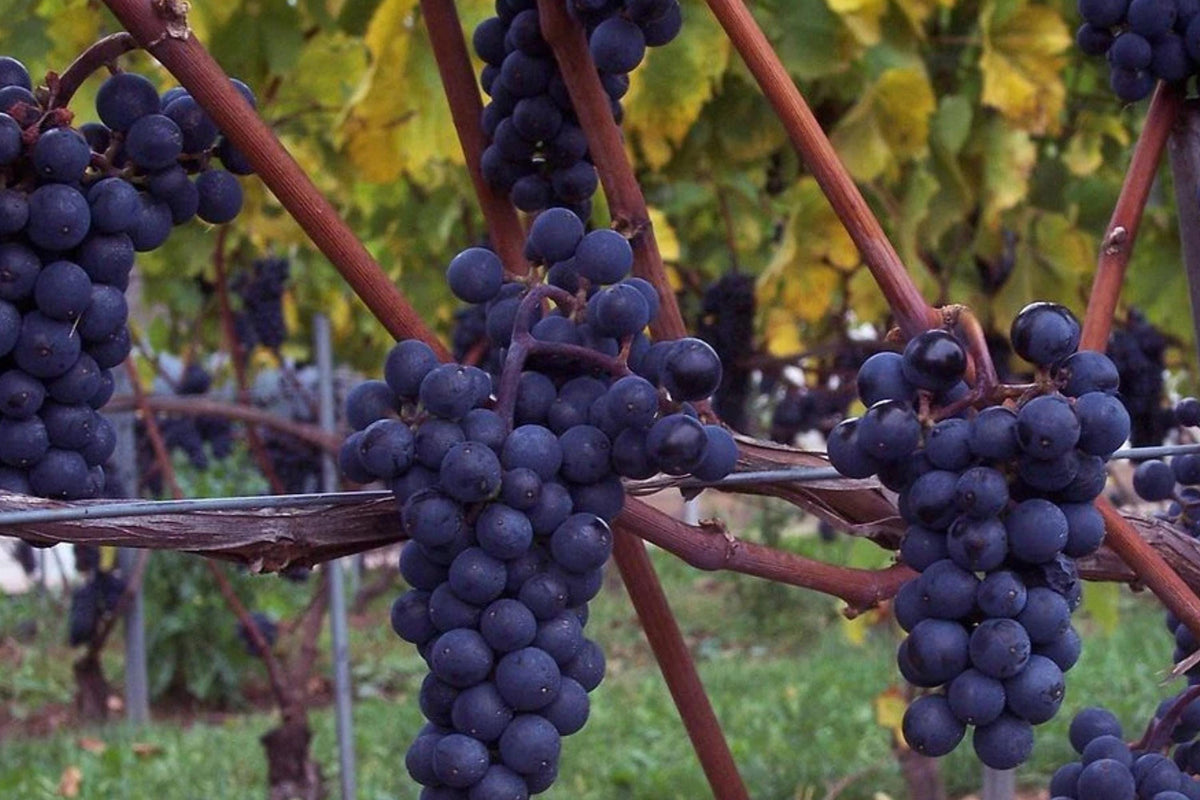 Marechal Foch Wine Grape Vine Plants – 1-2 Year Old Vitis vinifera for Home Vineyard, Red Wine Production