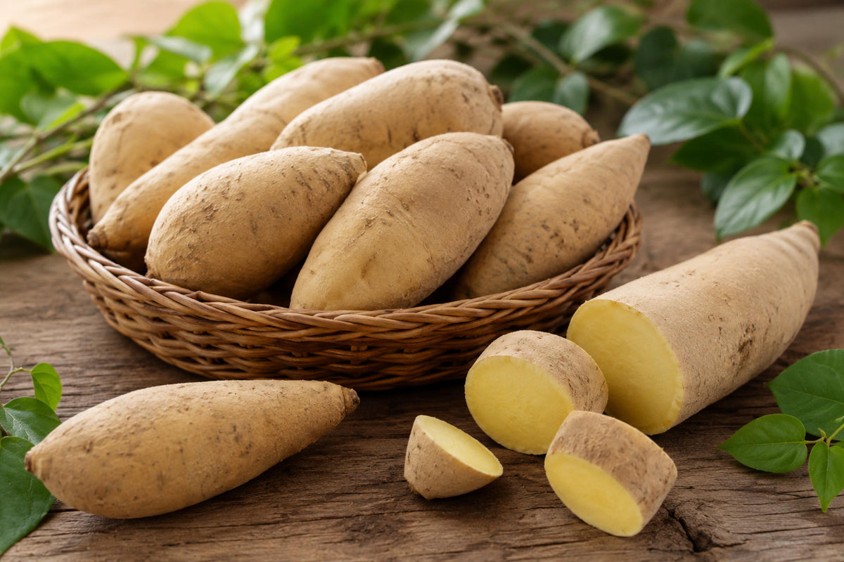 Sweet Potato Slips 24 O'Henry White Flesh Variety Live Rooted Plants Ipomoea batatas