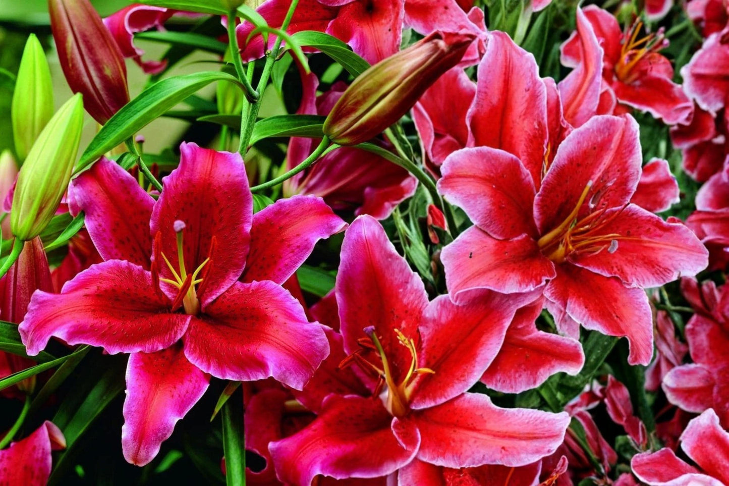 Rio Negro Oriental Lily Bulb - Fragrant Velvety Flowers - Lilium 'Rio Negro' Perennial Bulb for Garden, Borders, and Cut Flowers