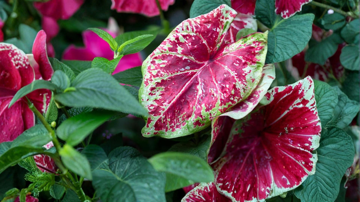 Scarlet O’Hara Caladium Bulbs – Caladium bicolor, Red Foliage, Tropical Shade Plant, Garden or Container Bulbs