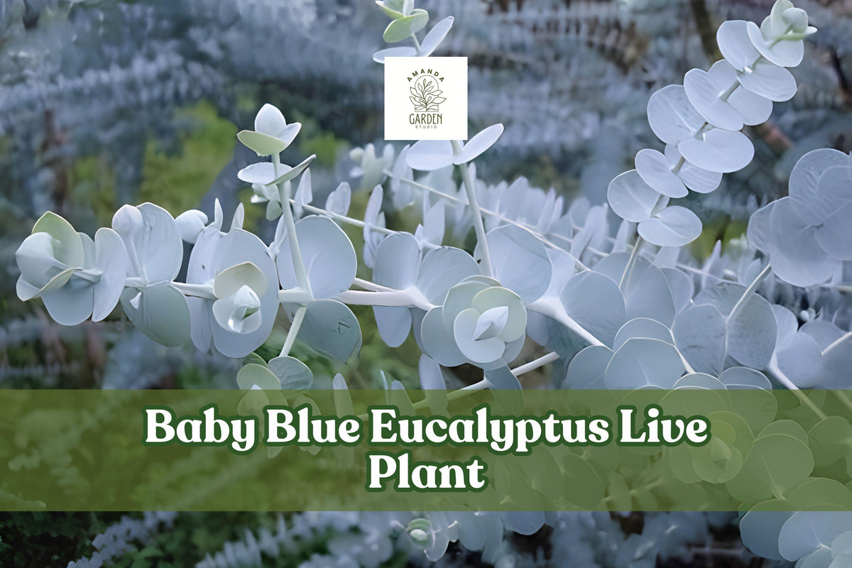Baby Blue Eucalyptus Live Plant | Silver Blue Foliage Starter Plug for Containers & Gardens | Eucalyptus pulverulenta