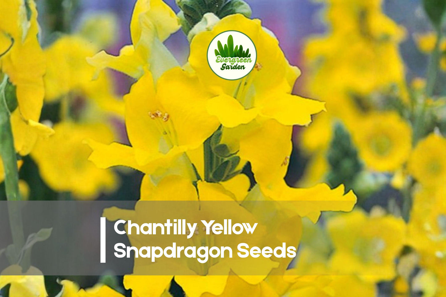 1000 Chantilly Yellow Snapdragon Seeds | Soft Yellow, Open-Faced Antirrhinum majus for Cut Flowers & Pollinator Gardens