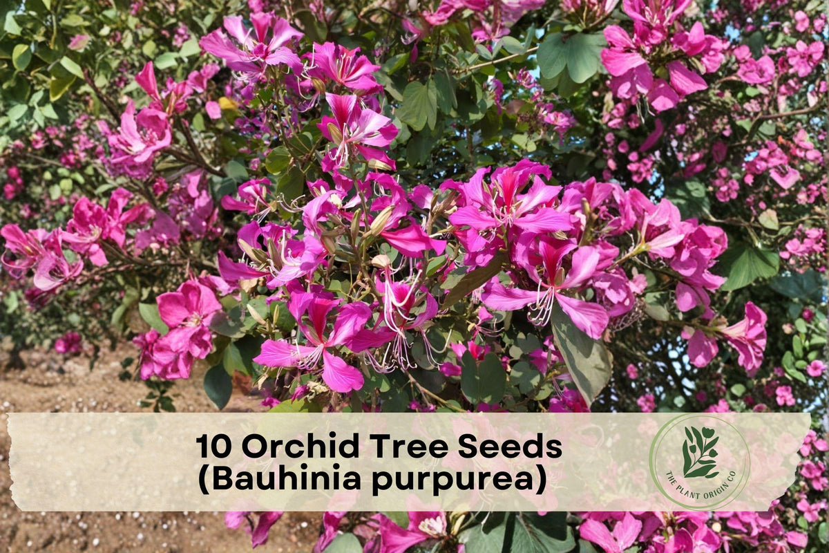 Orchid Tree Seeds Bauhinia purpurea Pink Purple Flowering Ornamental Tree for Garden Landscaping