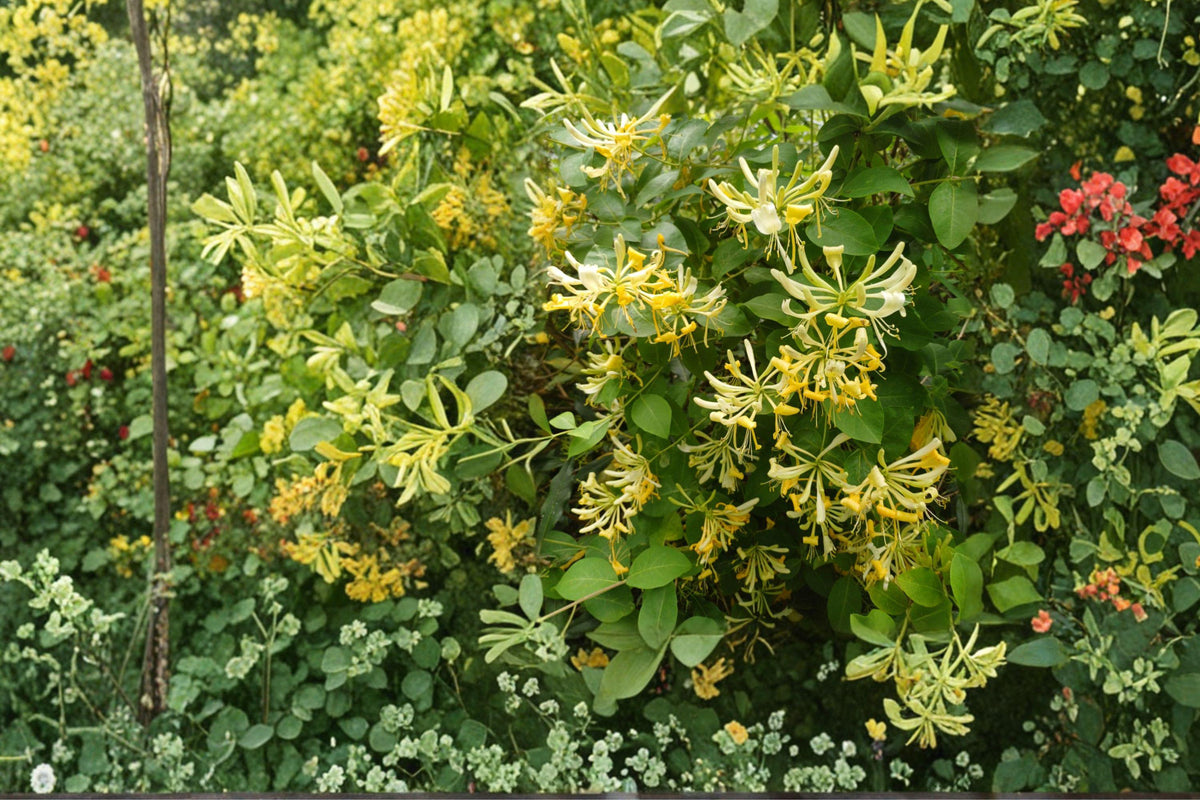 Scentsation Honeysuckle Bare Root Vine – Lonicera periclymenum, Fragrant White to Yellow Flowers, Red Berries