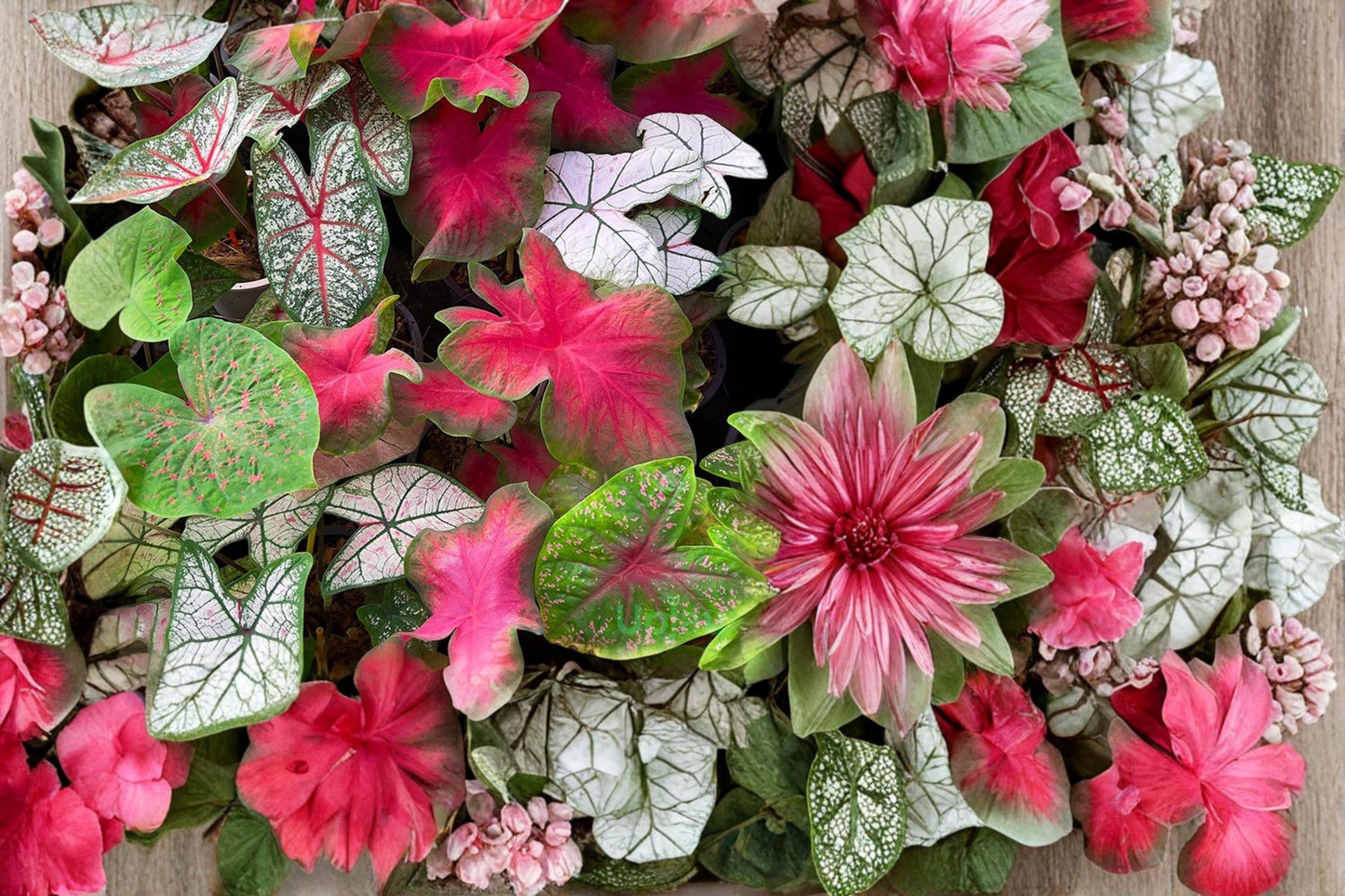 Mixed Caladium Bulbs – Tropical Foliage Plant for Shade Gardens, Containers, 10 Bulbs