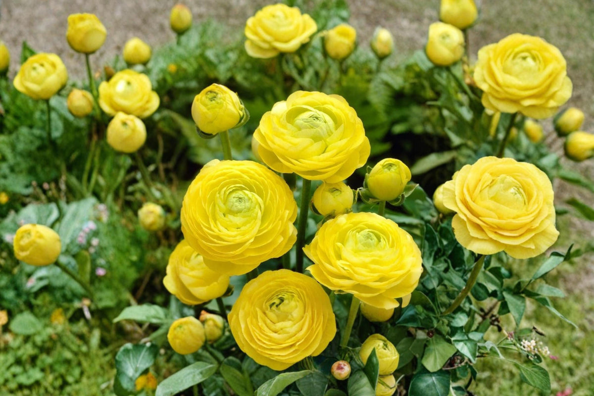 Yellow Ranunculus Bulbs – Perennial Flowering Bulb for Garden Beds & Containers, Bright Multi-Petaled Blooms, Ranunculus Scientific Name