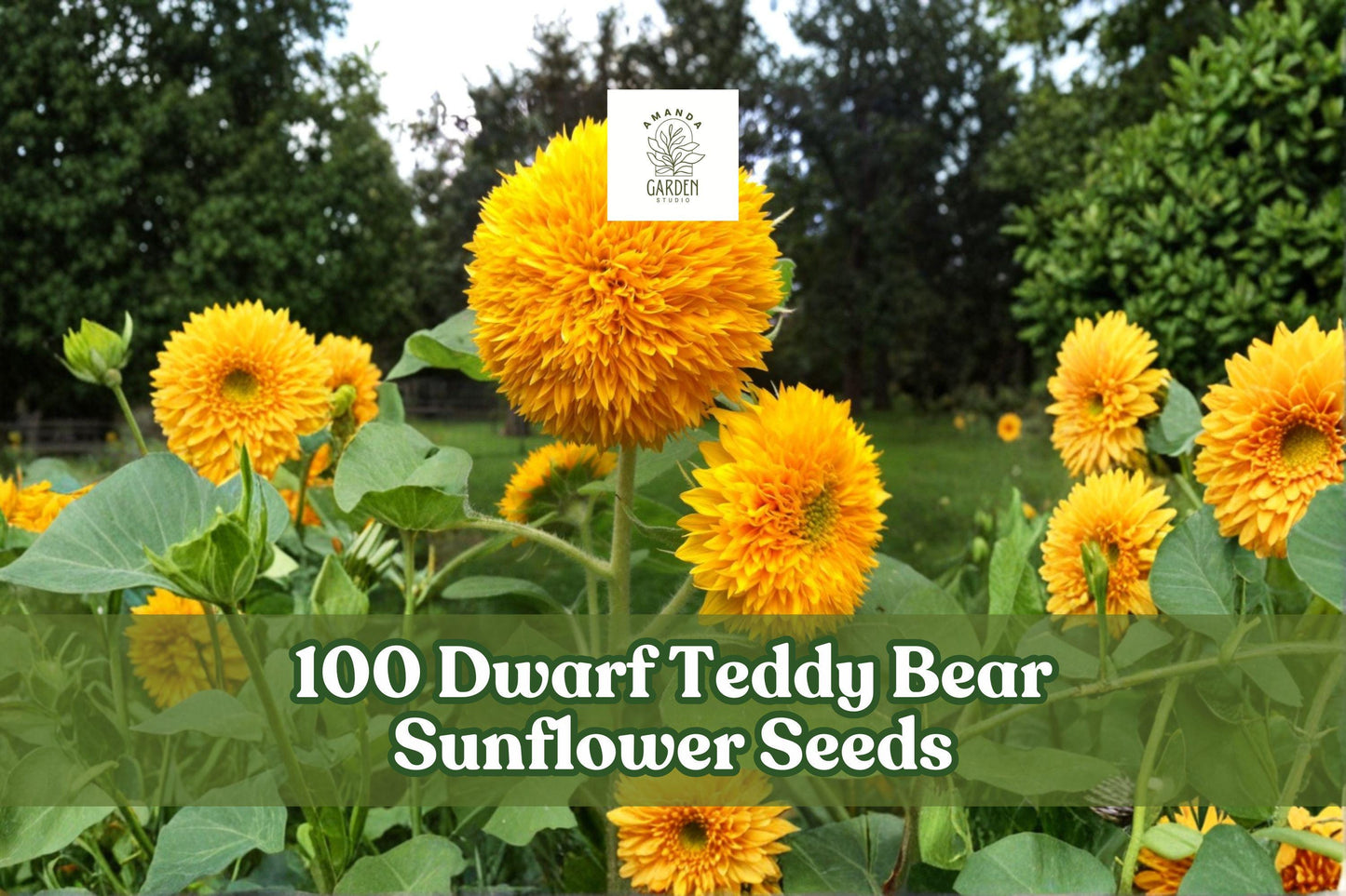 Dwarf Teddy Bear Sunflower Seeds | Helianthus annuus | Double Bloom Compact Annual for Garden & Containers
