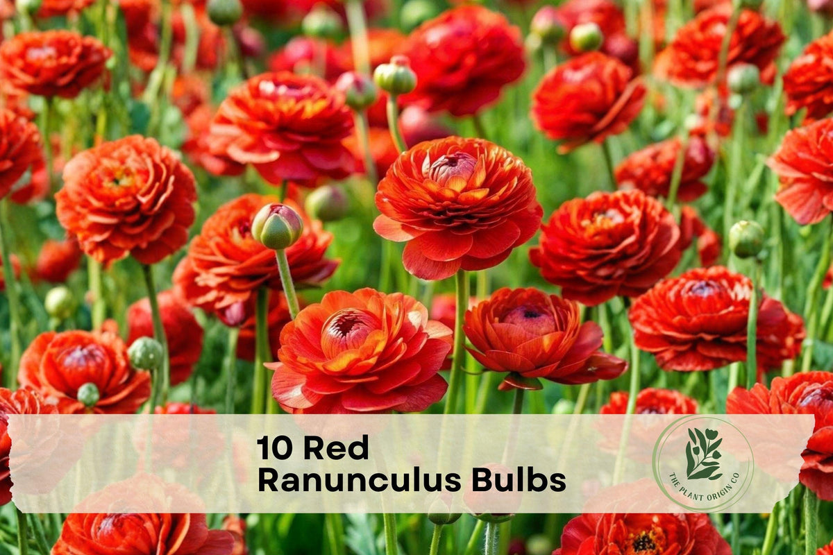 10 Red Ranunculus Bulbs - Flowering Corms for Borders & Containers, Ranunculus asiaticus, Peony-Style Blooms