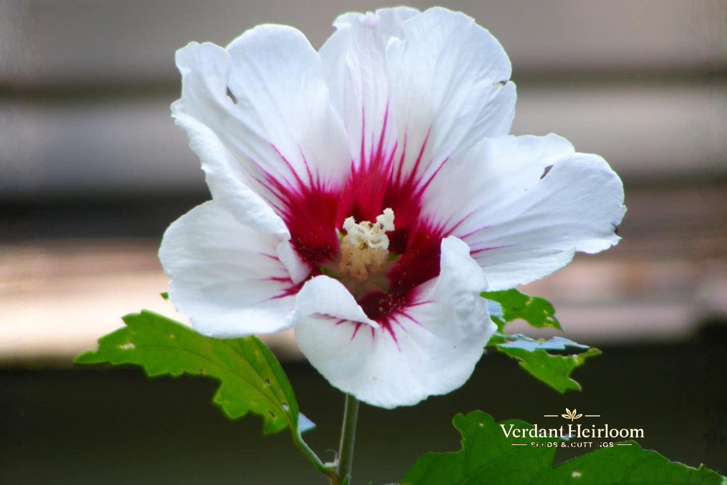 Rose of Sharon Unrooted Cuttings – Hibiscus syriacus, White & Purple Mix, Flowering Shrubs for Landscaping, 10 Live Plant Cuttings