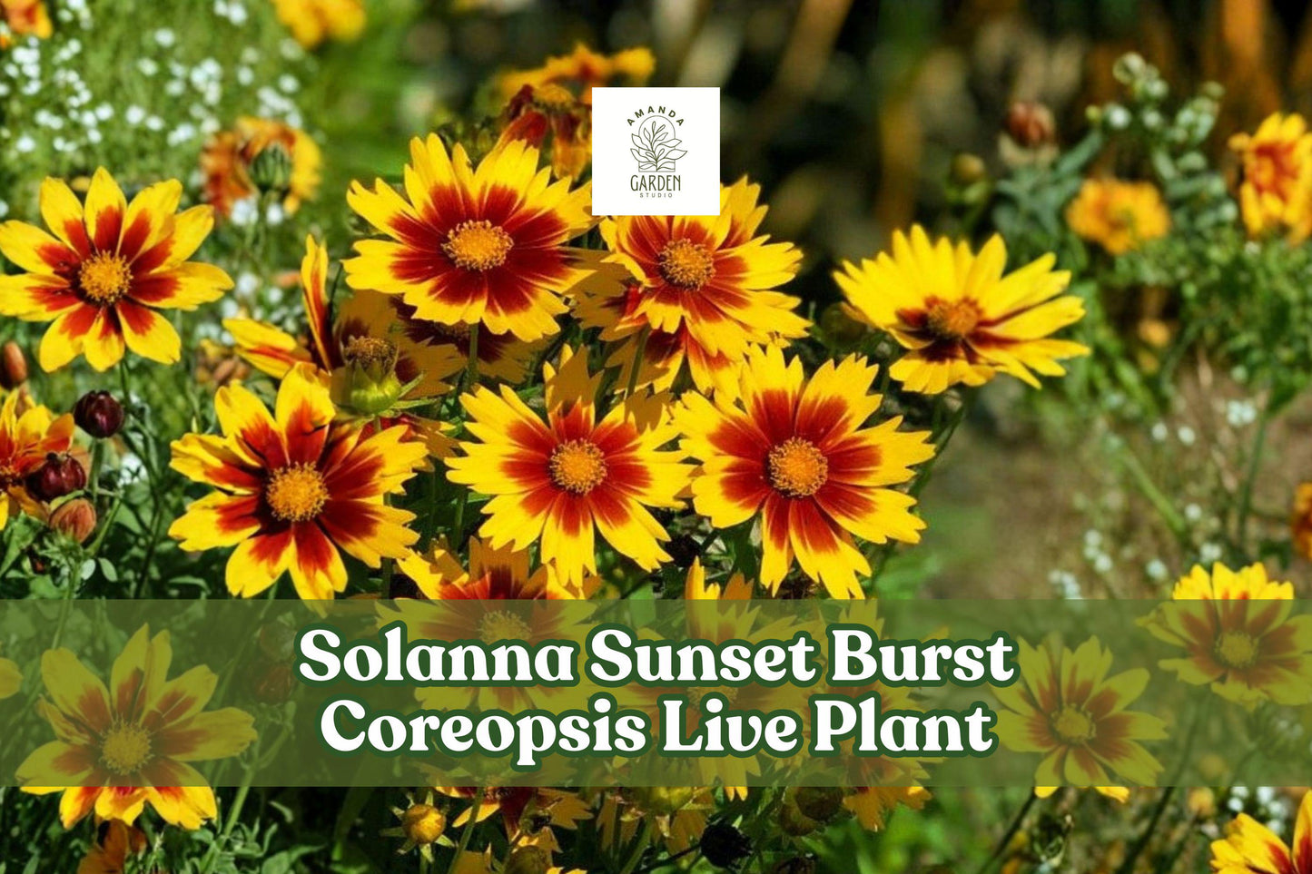 Solanna Sunset Burst Coreopsis Live Plant | Perennial Flower for Borders & Pollinator Gardens | Lanceleaf Tickseed Starter Plug