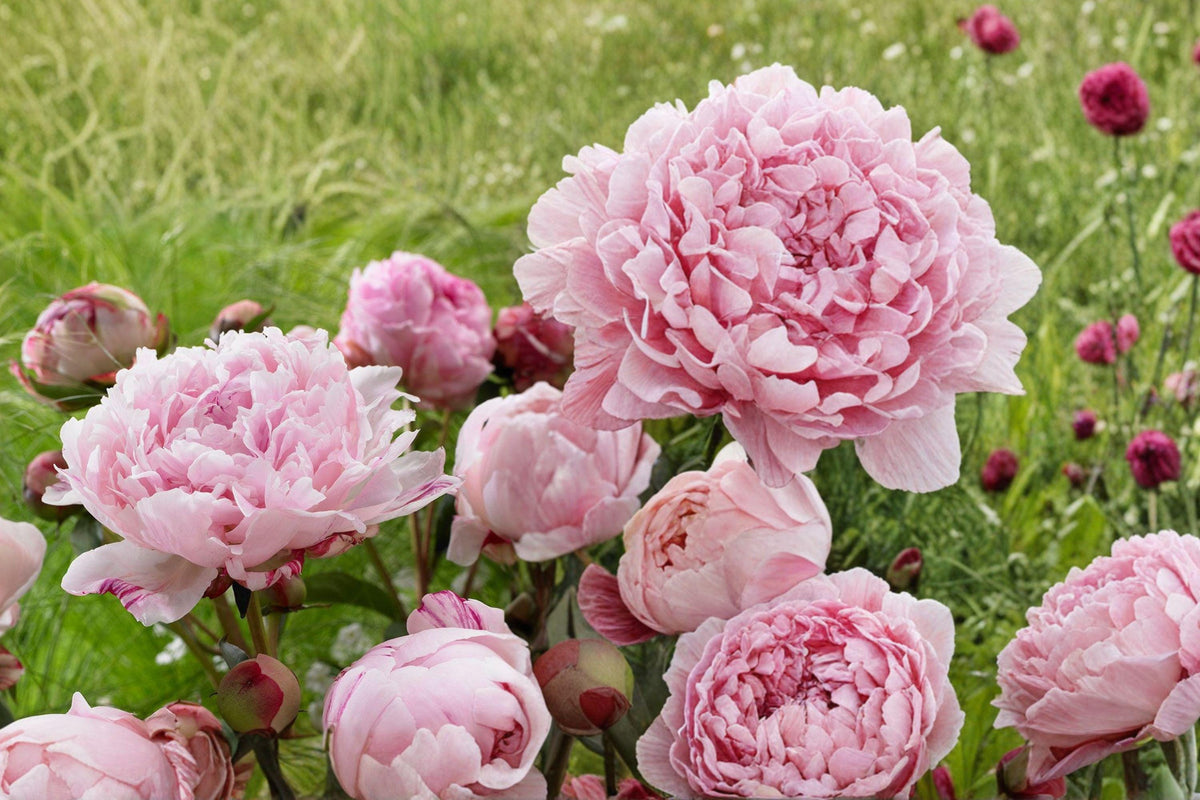 Sarah Bernhardt Peony Root – Paeonia lactiflora – Pastel Pink Double Blooms – Herbaceous Perennial Plant