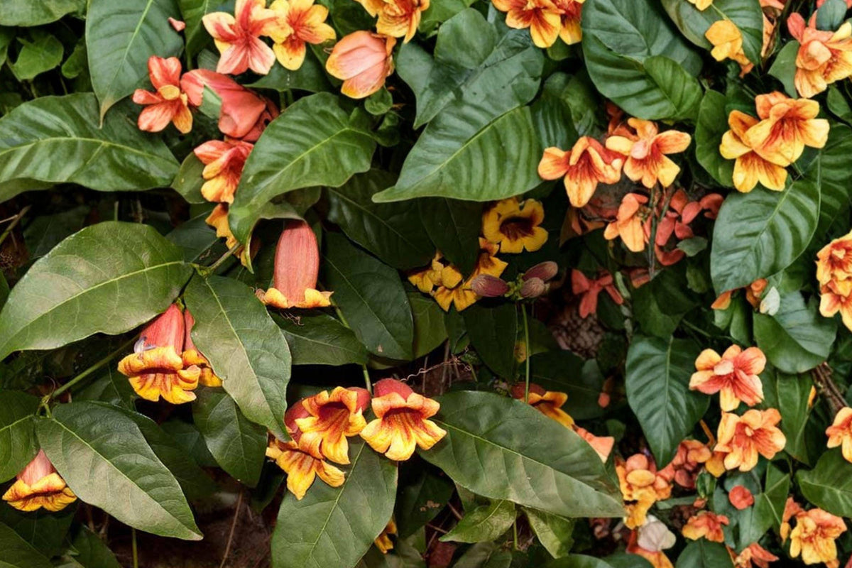 Golden Crossvine Bare Root Plant – Bignonia capreolata, Climbing Vine with Golden Orange Flowers