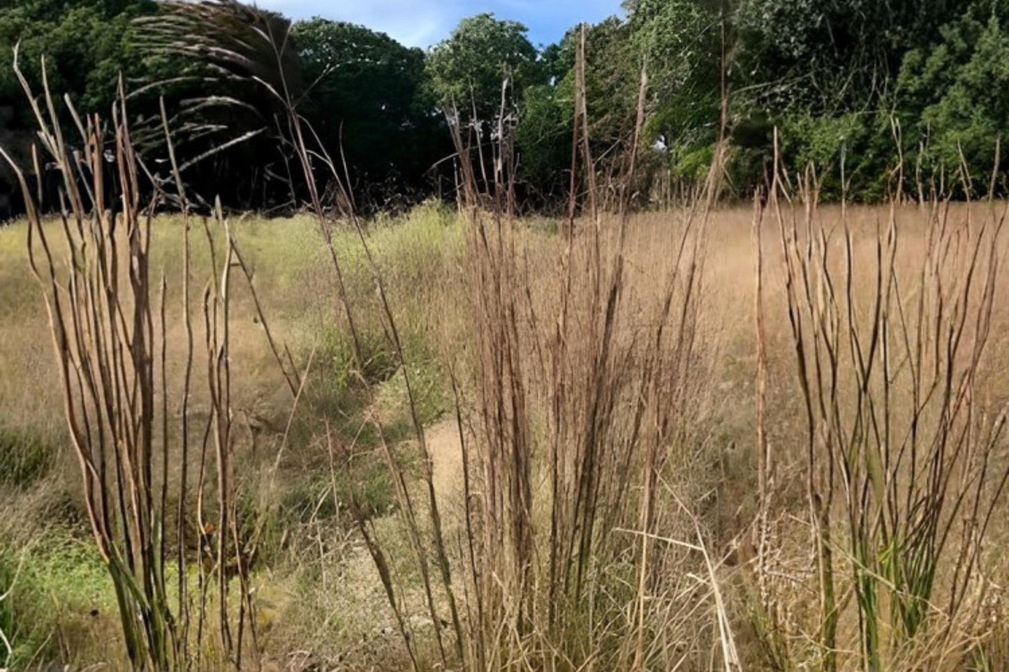 Broomsedge Bluestem Seeds 100 Pack | Native Warm-Season Grass | Andropogon virginicus for Prairie, Erosion Control & Habitat Restoration