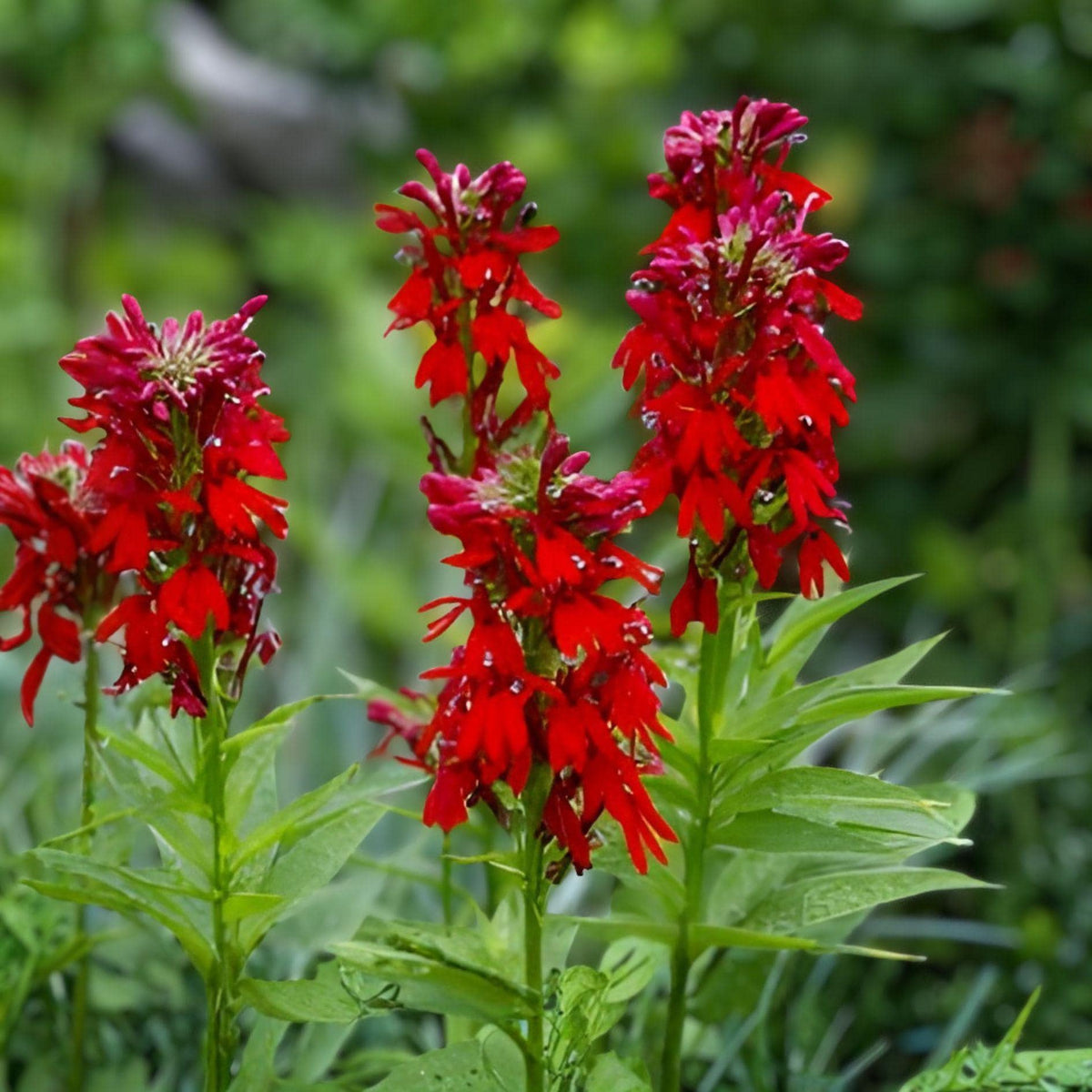 Lobelia Cardinalis Seeds – Red Native Wildflower, Hummingbird Garden Plant, Perennial, 100 Pack