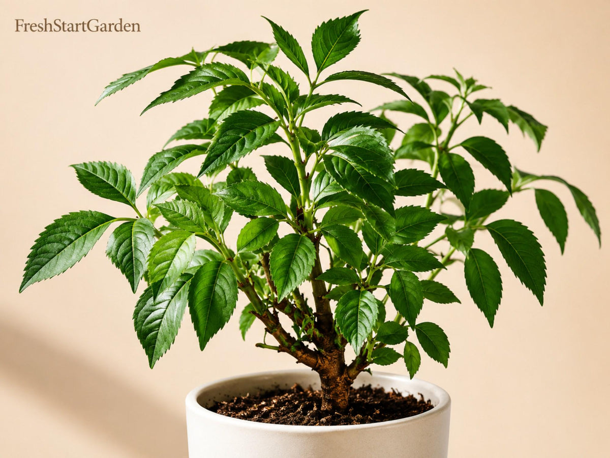 Johns Elderberry Unrooted Cuttings - Sambucus nigra Perennial Berry Shrub for Edible Gardens and Wildlife Habitat