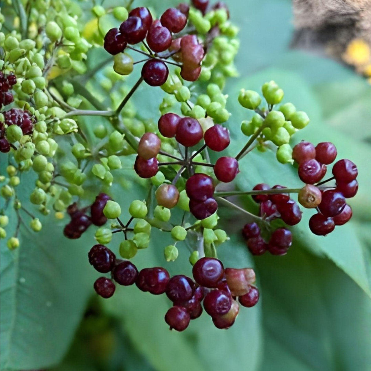 American Spikenard Seeds – Native Woodland Perennial, Aralia racemosa, Pollinator-Friendly, Shade Garden Plant, 50 Seeds