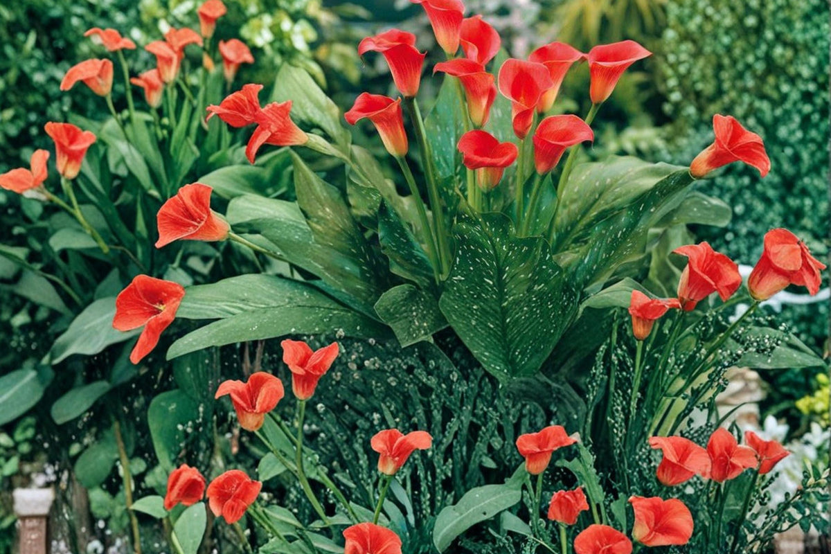 Majestic Red Calla Lily Bulbs – Zantedeschia, Deep Red Trumpet Flowers, Perennial Garden & Container Plant