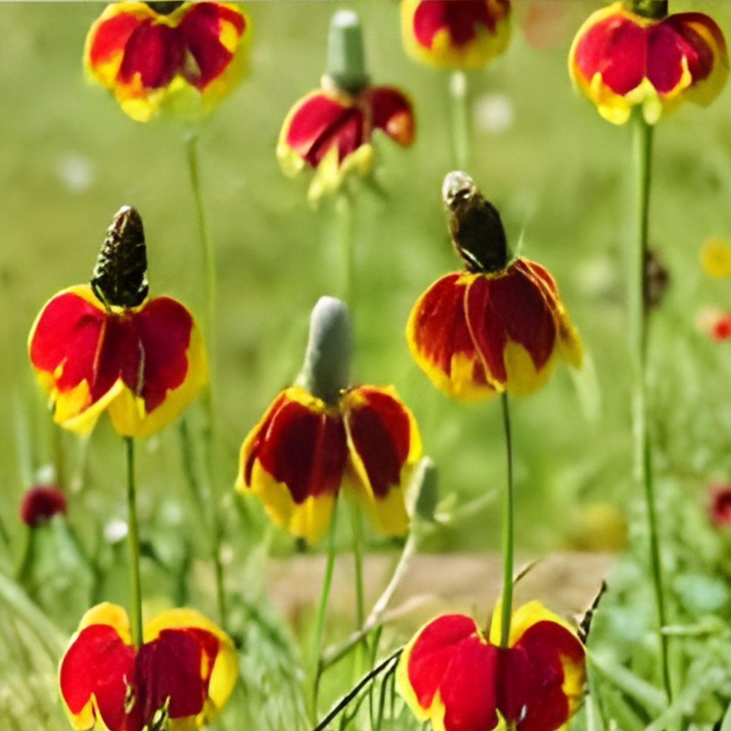 Mexican Hat Seeds 250 Pack – Ratibida columnifera pulchra Wildflower for Prairie & Wildflower Gardens