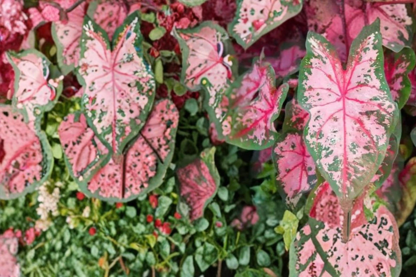 Carolyn Whorton Caladium Bulbs – Pink & Green Foliage, Tropical Shade Garden Plant, Caladium bicolor, Container & Landscape Plant