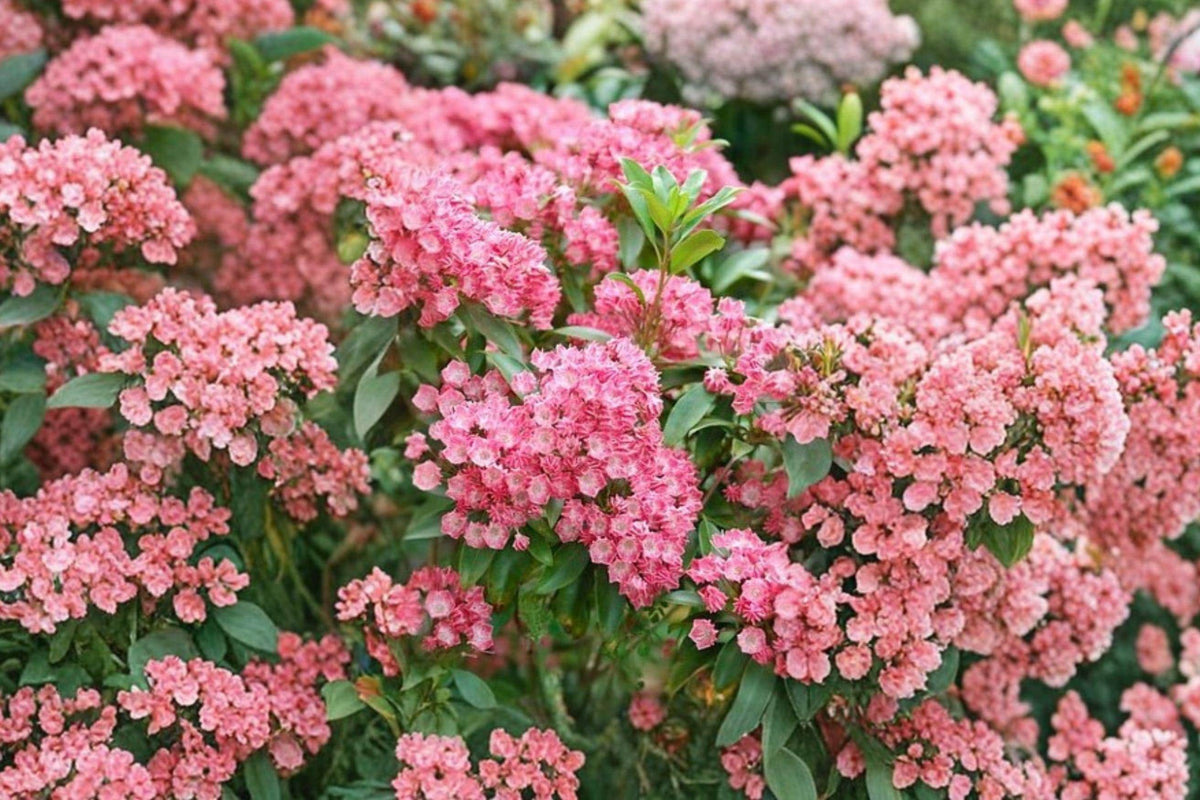 Pink Mountain Laurel Bare Root Plant – Kalmia latifolia, Evergreen Shrub with Pink Flowers, Hardy Perennial for Landscaping