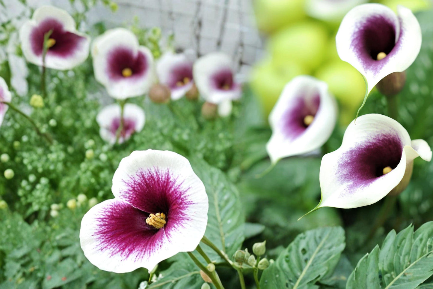 Picasso Calla Lily Bulbs – Zantedeschia, Bicolor Purple and White Flowers, Ornamental Garden and Container Plant