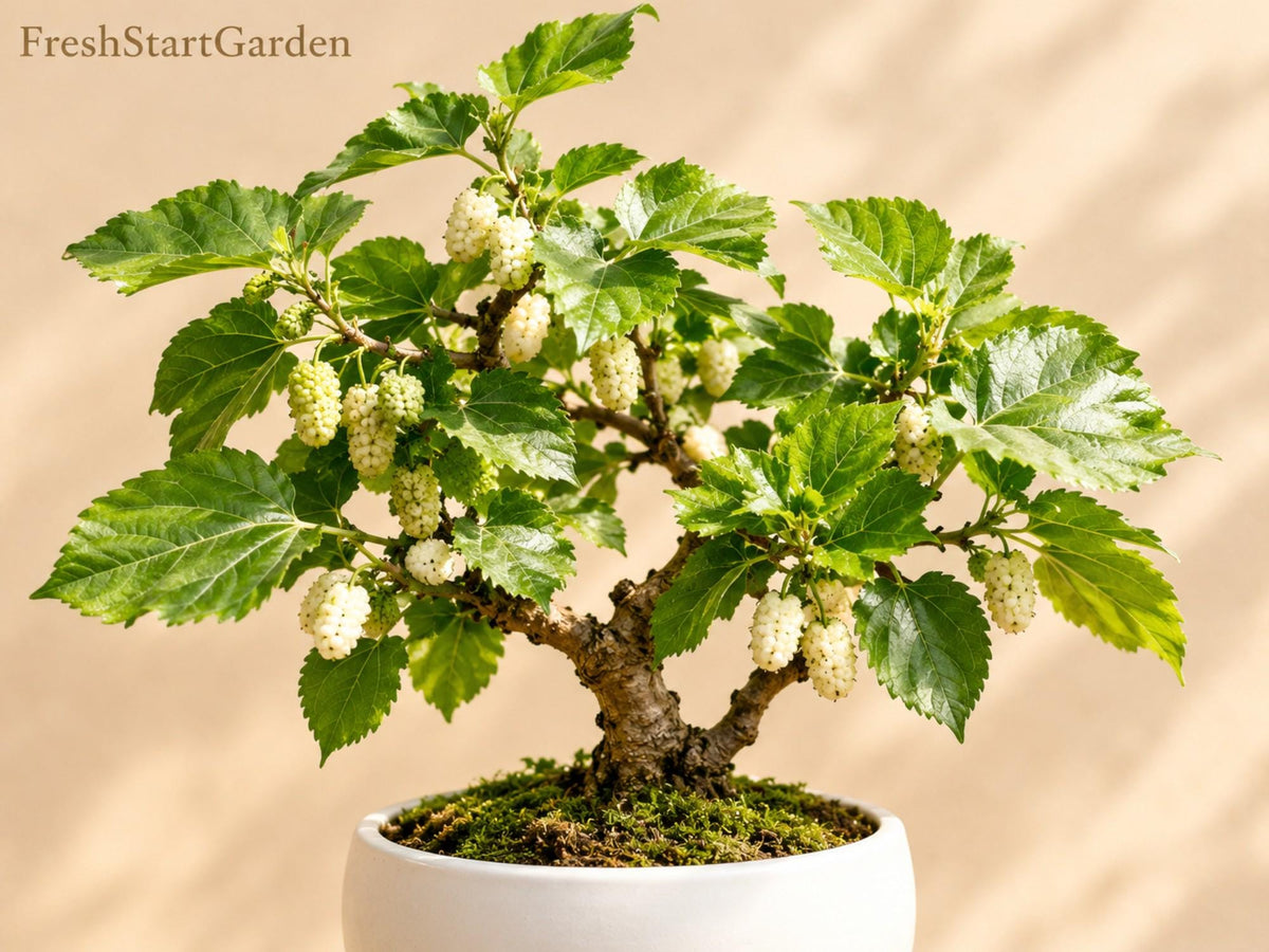 White Mulberry Unrooted Cuttings 6 Inch Morus alba Cold Hardy Fruit Tree for Garden & Orchard