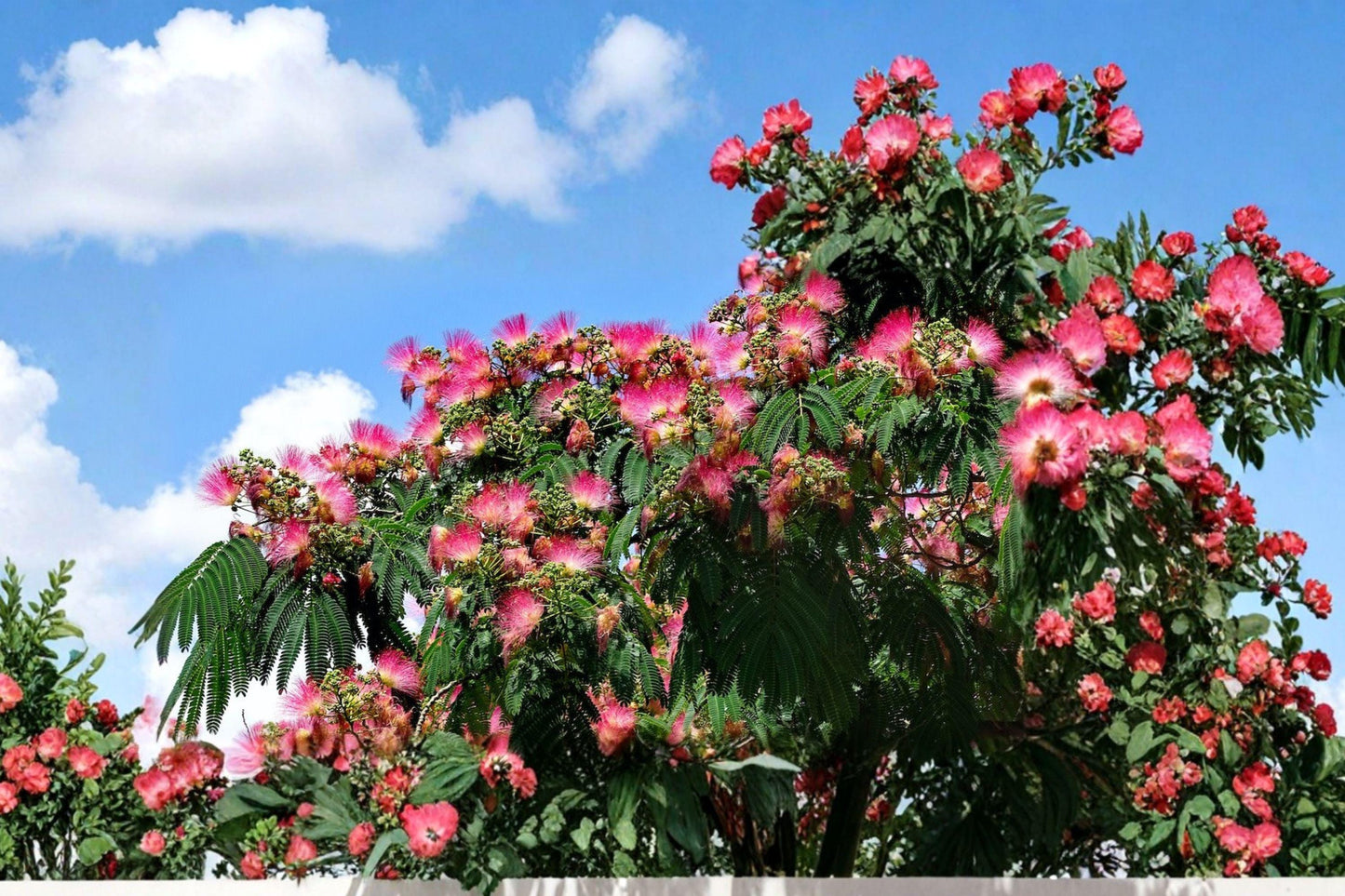 Pink Mimosa Tree Bare Root Plant – Albizia julibrissin, Fragrant Pink Pom-Pom Flowers, Ornamental Deciduous Tree for Gardens