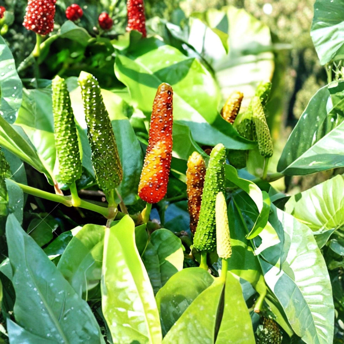 Piper Longum Live Plants 3 Pack | Rare Long Pepper Starter Plants | Climbing Vine | Ayurvedic & Culinary Use