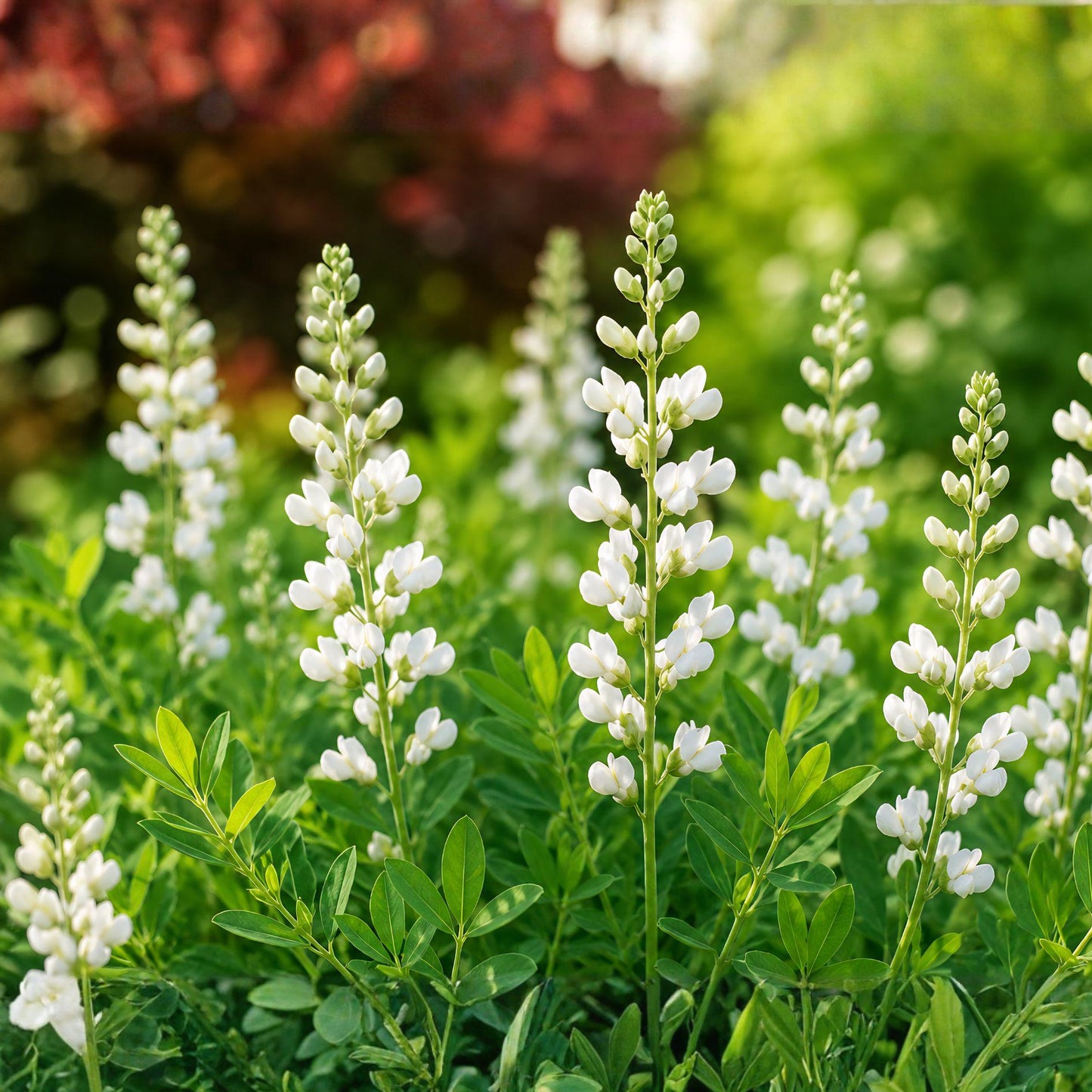 White Wild Indigo Seeds – Baptisia alba Perennial Flowering Plant for Prairie Gardens & Pollinator Landscapes